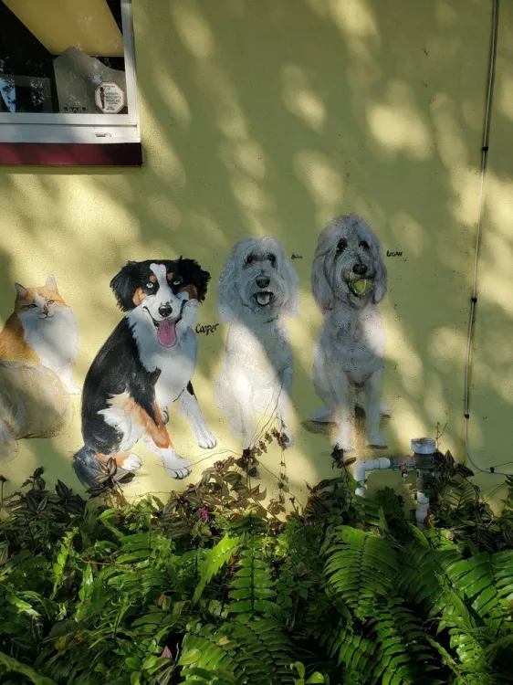 Pet Pal Animal Shelter, Florida, Saint Petersburg